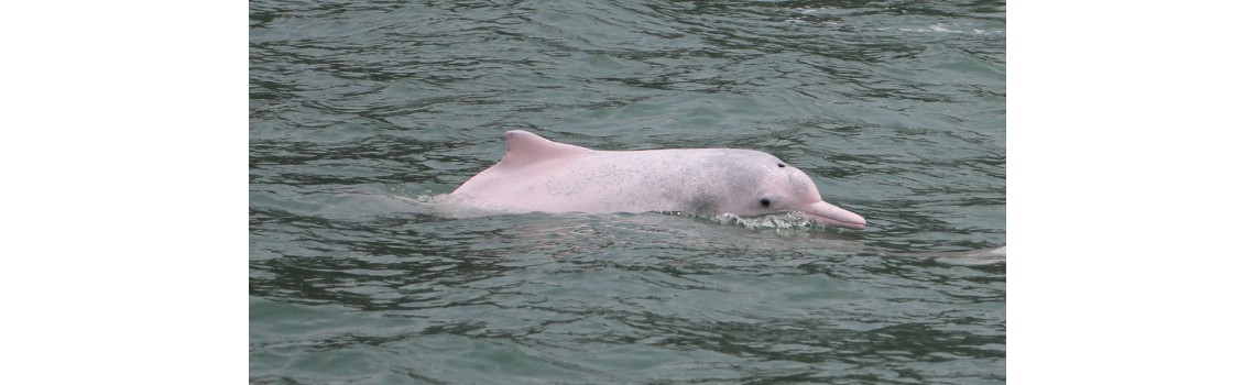 Cetacean Conservation
