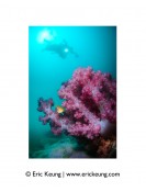 Corals@HK swim tee