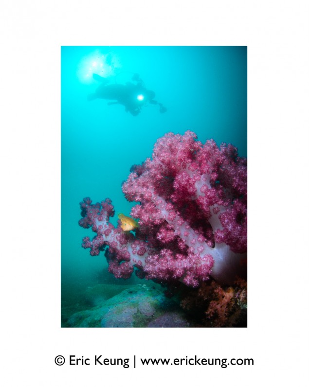 Corals@HK swim tee