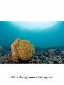 Corals@HK swim tee